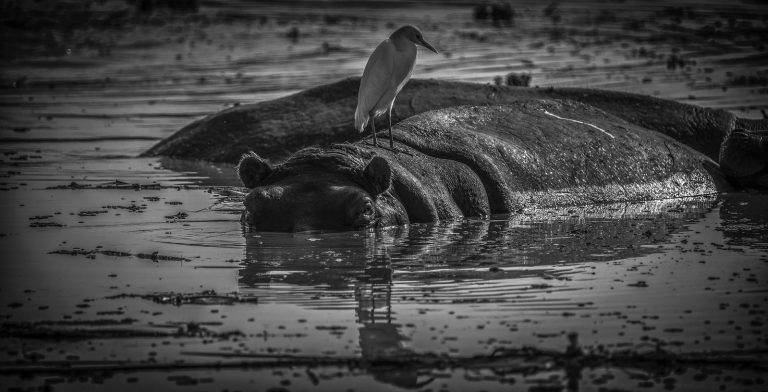 EIGHT DAYS: TARANGIRE-MANYARA-NGORONGORO-SERENGETI (CLASSIC)