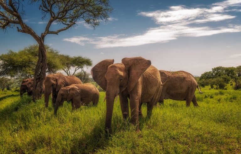 TEN DAYS: TARANGIRE-MANYARA-NGORONGORO-SERENGETI (BASIC)